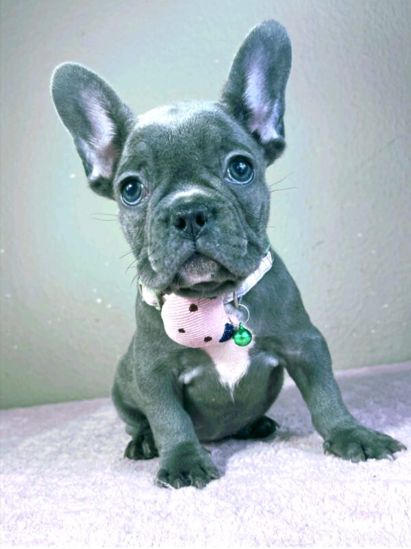 Celine French Bulldog Celine French Bulldog