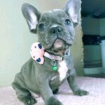 Celine-female-french-bulldog-puppy-for-sale- (4)