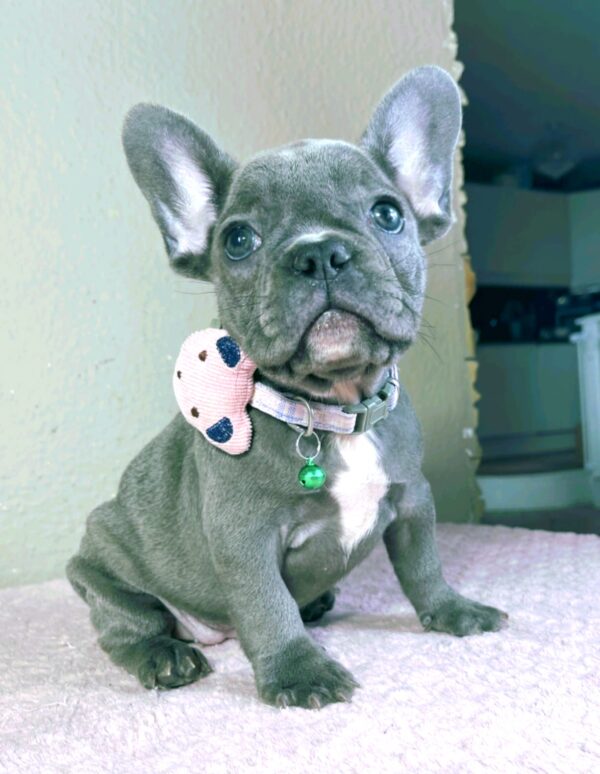 Celine French Bulldog Celine French Bulldog