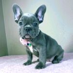 Celine-female-french-bulldog-puppy-for-sale- (5)