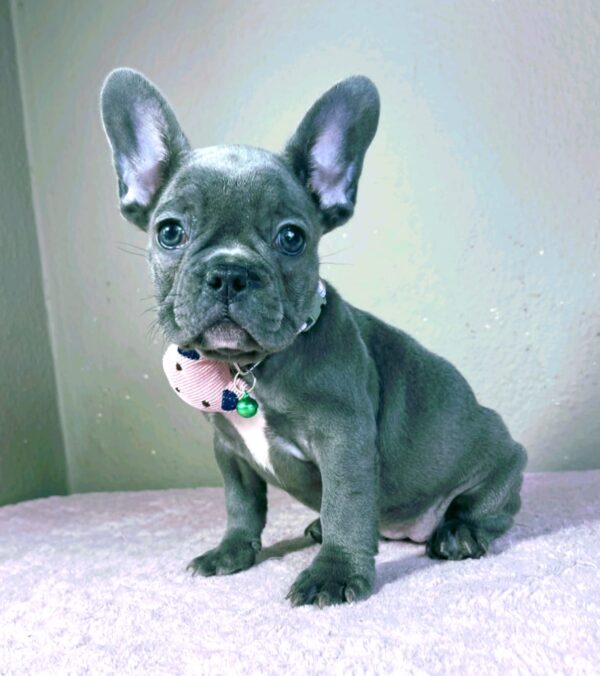 Celine French Bulldog Celine French Bulldog