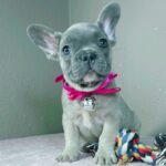 Cessy-female-french-bulldog-puppy-for-sale- (1)