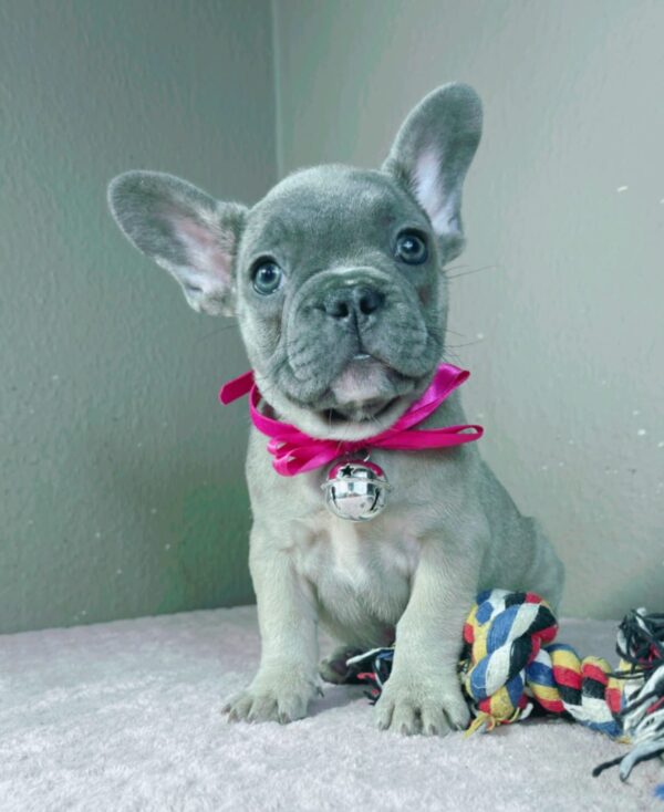 Cessy French Bulldog Cessy French Bulldog