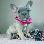 Cessy-female-french-bulldog-puppy-for-sale- (2)