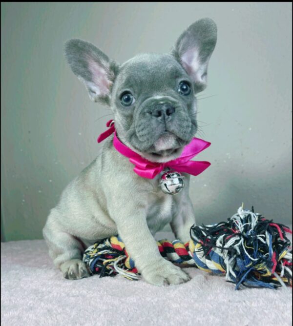 Cessy French Bulldog Cessy French Bulldog