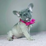 Cessy-female-french-bulldog-puppy-for-sale- (3)