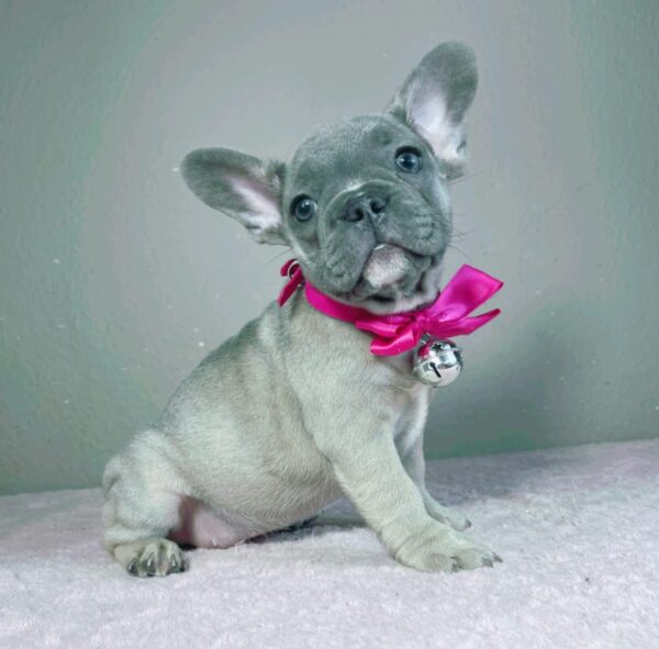 Cessy French Bulldog Cessy French Bulldog