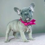 Cessy-female-french-bulldog-puppy-for-sale- (4)