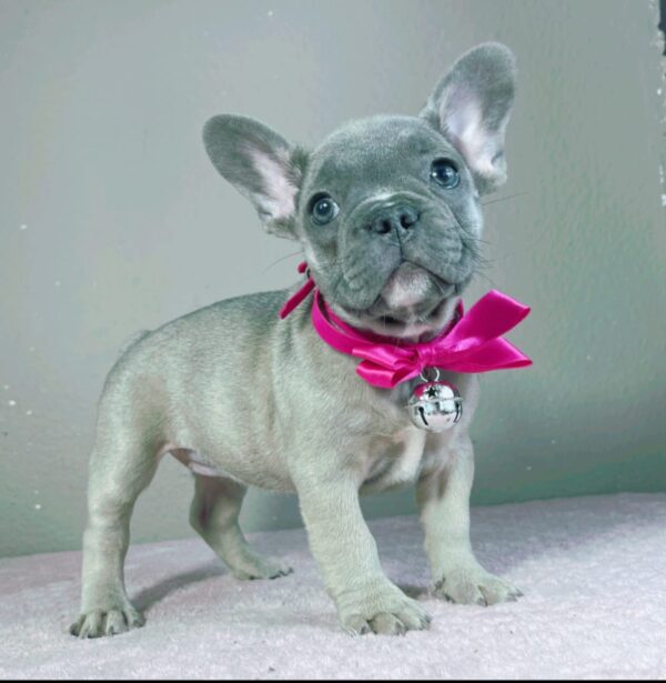 Cessy French Bulldog Cessy French Bulldog