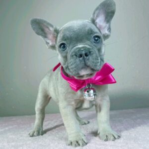 Cessy French Bulldog Cessy French Bulldog
