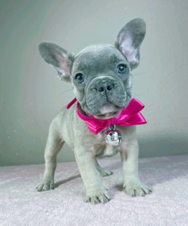 Cessy French Bulldog Cessy French Bulldog