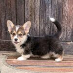 Cezar-male-Welsh-Corgi-puppy-for-sale