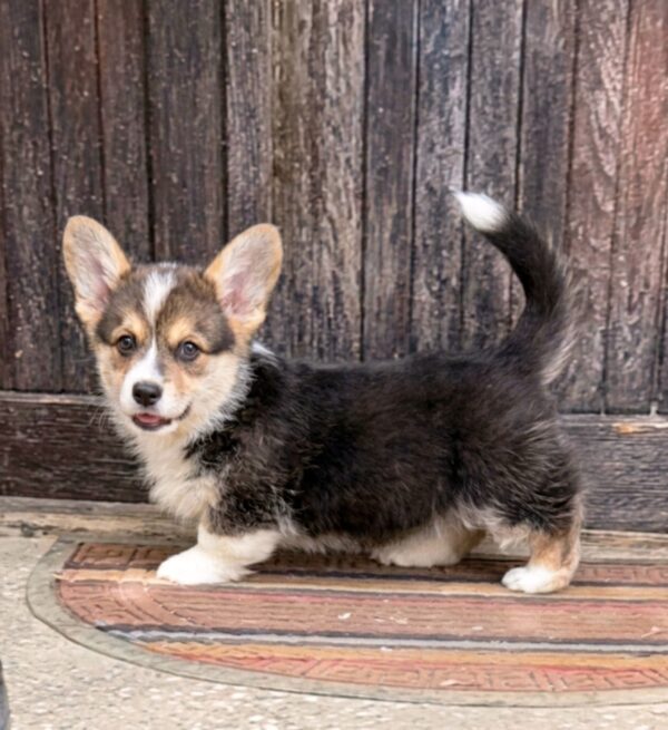 Cezar Welsh Corgi Cezar Welsh Corgi