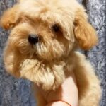 Cillian-male-Maltipoo-puppy-for-sale-1