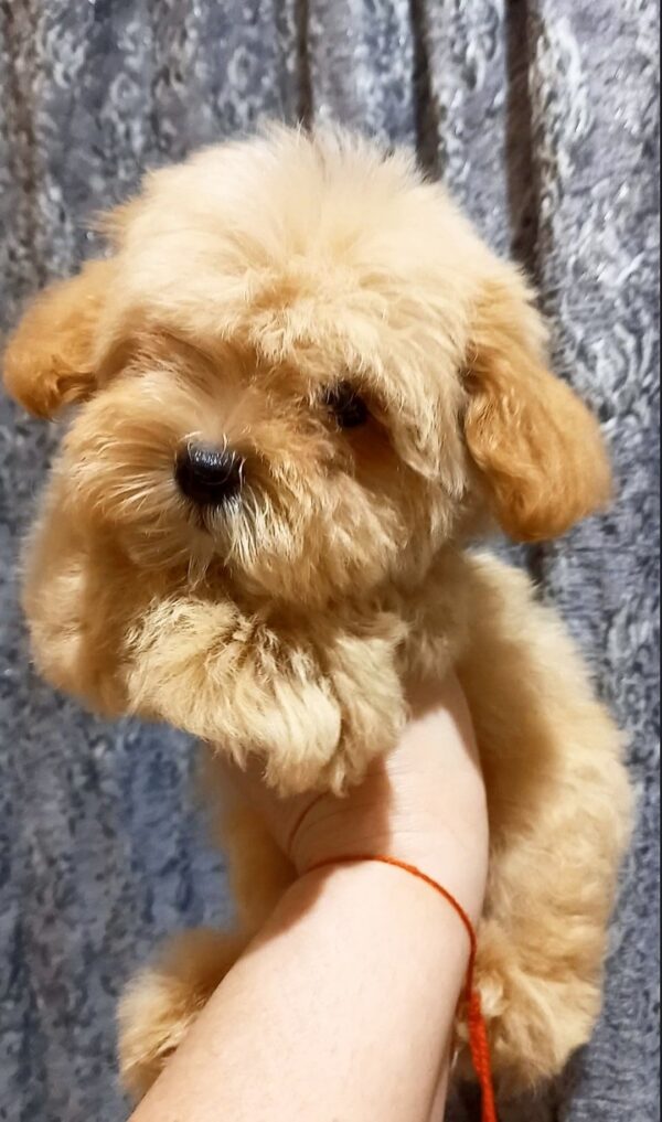 Cillian Maltipoo Cillian Maltipoo