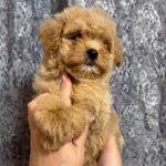 Coco-female-Maltipoo-puppy-for-sale-1
