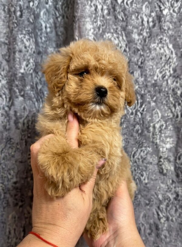 Coco Maltipoo Coco Maltipoo