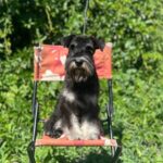 Cookie-female-Miniature-Schnauzer-puppy-for-sale-1