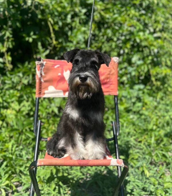 Cookie Miniature Schnauzer Cookie Miniature Schnauzer