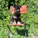 Cookie-female-Miniature-Schnauzer-puppy-for-sale-2