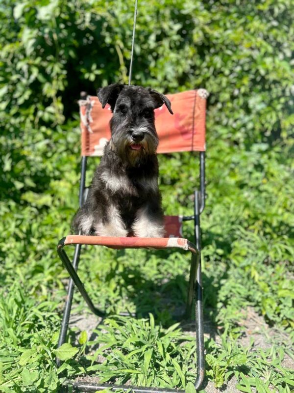 Cookie Miniature Schnauzer Cookie Miniature Schnauzer