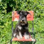 Cookie-female-Miniature-Schnauzer-puppy-for-sale-3