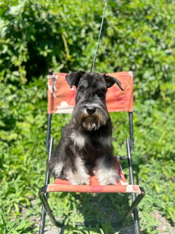 Cookie Miniature Schnauzer Cookie Miniature Schnauzer