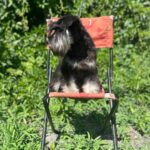 Cookie-female-Miniature-Schnauzer-puppy-for-sale-4