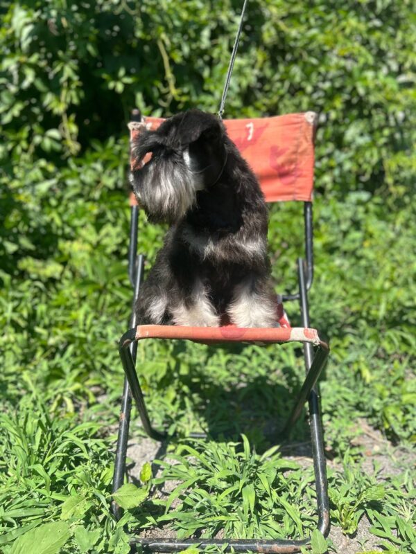 Cookie Miniature Schnauzer Cookie Miniature Schnauzer