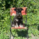 Cookie-female-Miniature-Schnauzer-puppy-for-sale-5