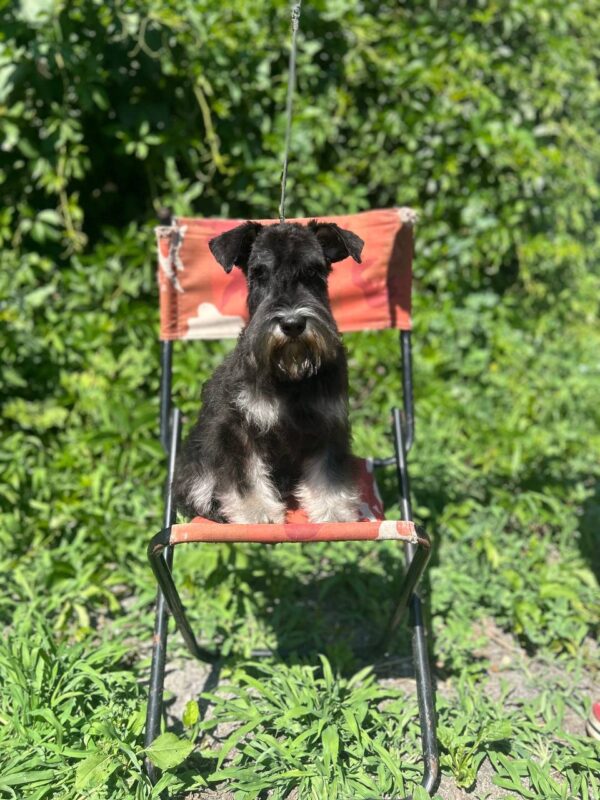 Cookie Miniature Schnauzer Cookie Miniature Schnauzer