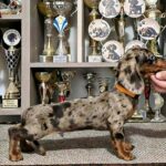 Cosmo-male-Dachshund-puppy-for-sale (1)
