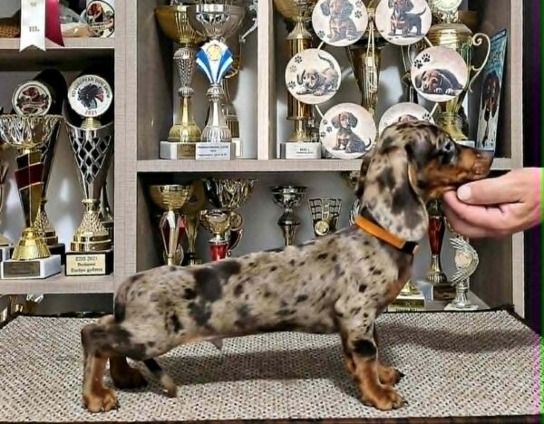 Cosmo Dachshund Cosmo Dachshund