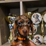 Cosmo-male-Dachshund-puppy-for-sale (2)