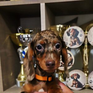 Cosmo Dachshund Cosmo Dachshund