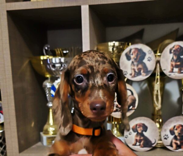 Cosmo Dachshund Cosmo Dachshund
