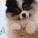 Cuba-male-pomeranian-puppy-for-sale- (1)