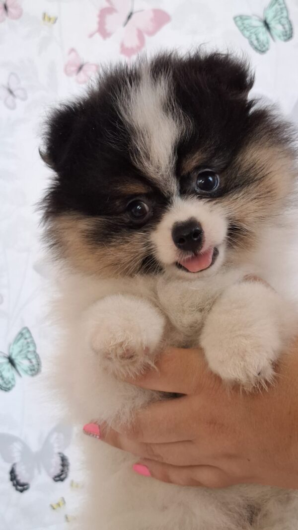 Cuba Pomeranian Cuba Pomeranian