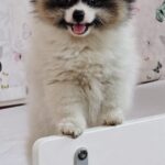 Cuba-male-pomeranian-puppy-for-sale- (2)