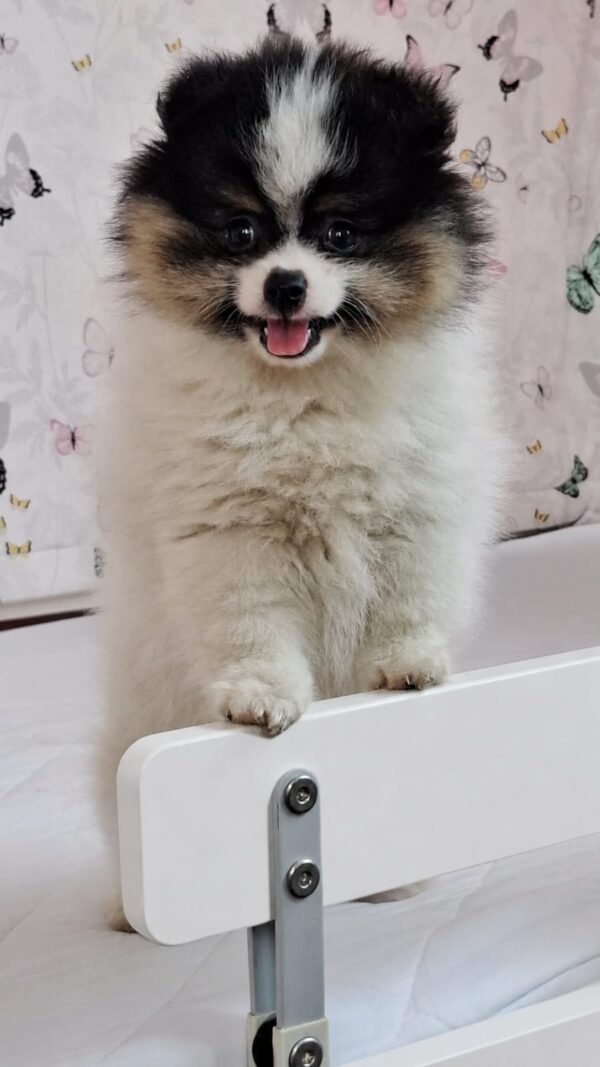Cuba Pomeranian Cuba Pomeranian