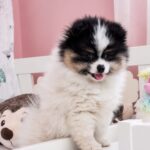 Cuba-male-pomeranian-puppy-for-sale- (3)