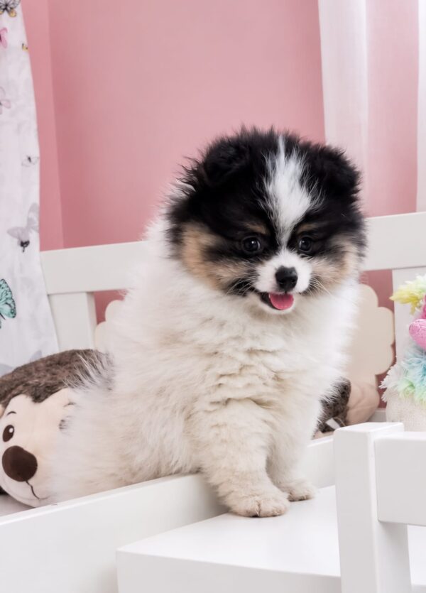 Cuba Pomeranian Cuba Pomeranian