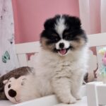 Cuba-male-pomeranian-puppy-for-sale- (4)