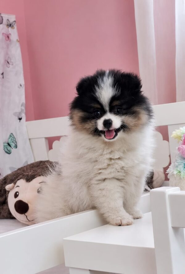 Cuba Pomeranian Cuba Pomeranian