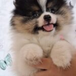 Cuba-male-pomeranian-puppy-for-sale- (5)