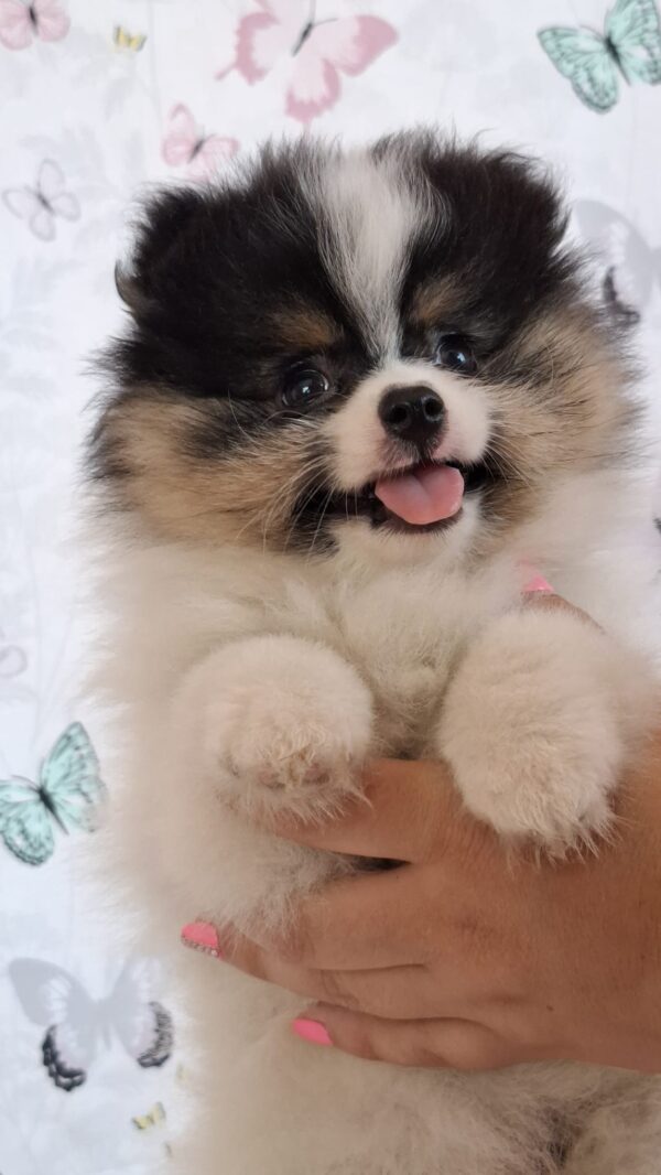 Cuba Pomeranian Cuba Pomeranian