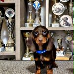Daffy-male-dachshund-puppy-for-sale- (1)
