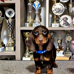 Daffy Dachshund Daffy Dachshund