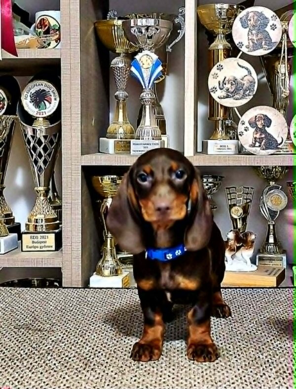 Daffy Dachshund Daffy Dachshund