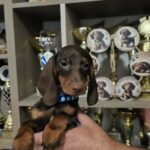 Daffy-male-dachshund-puppy-for-sale- (2)